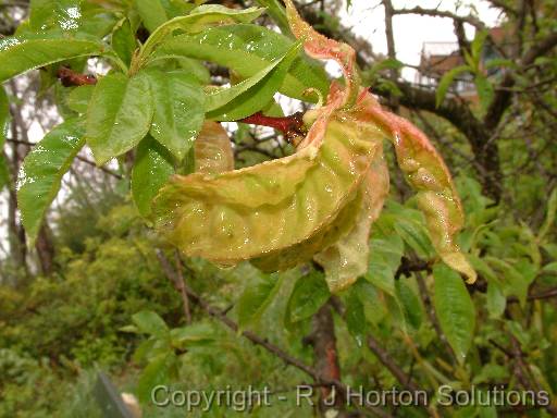 Peach Leaf Curl 